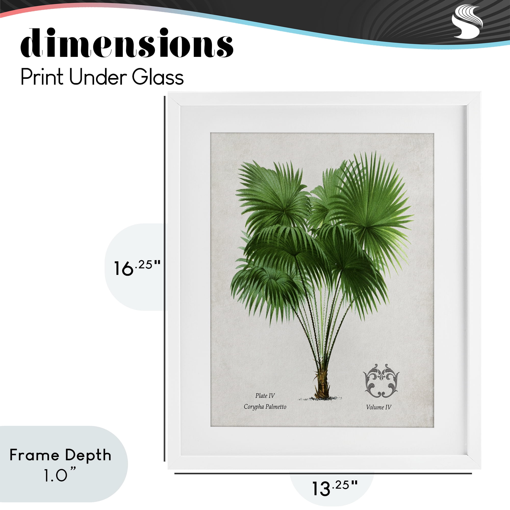 Stupell Industries Fan Palm Vintage Study White Framed Print Under Glass, design by Val Rhodes