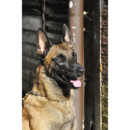 LAMINATED POSTER Malinois Portrait Belgian Malinois Guard Dog Dog Poster Print 24 x (Belgian Malinois Best Guard Dogs)