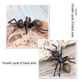 thumbnail image 3 of 1 Set Ant Toys Realistic Growth Educational Insect Model Plaything Display Model Interesting Educational Plaything Small Animal Props Ants Models for Display Play, 3 of 9