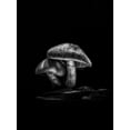 thumbnail image 2 of Carson, Brian 25x32 Black Ornate Wood Framed with Double Matting Museum Art Print Titled - Toadstools on a Toronto Trail No 2, 2 of 4