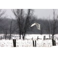 thumbnail image 2 of Cumming 24x18 Gold Ornate Wood Framed with Double Matting Museum Art Print Titled - A snowy Snowy Owl, 2 of 4