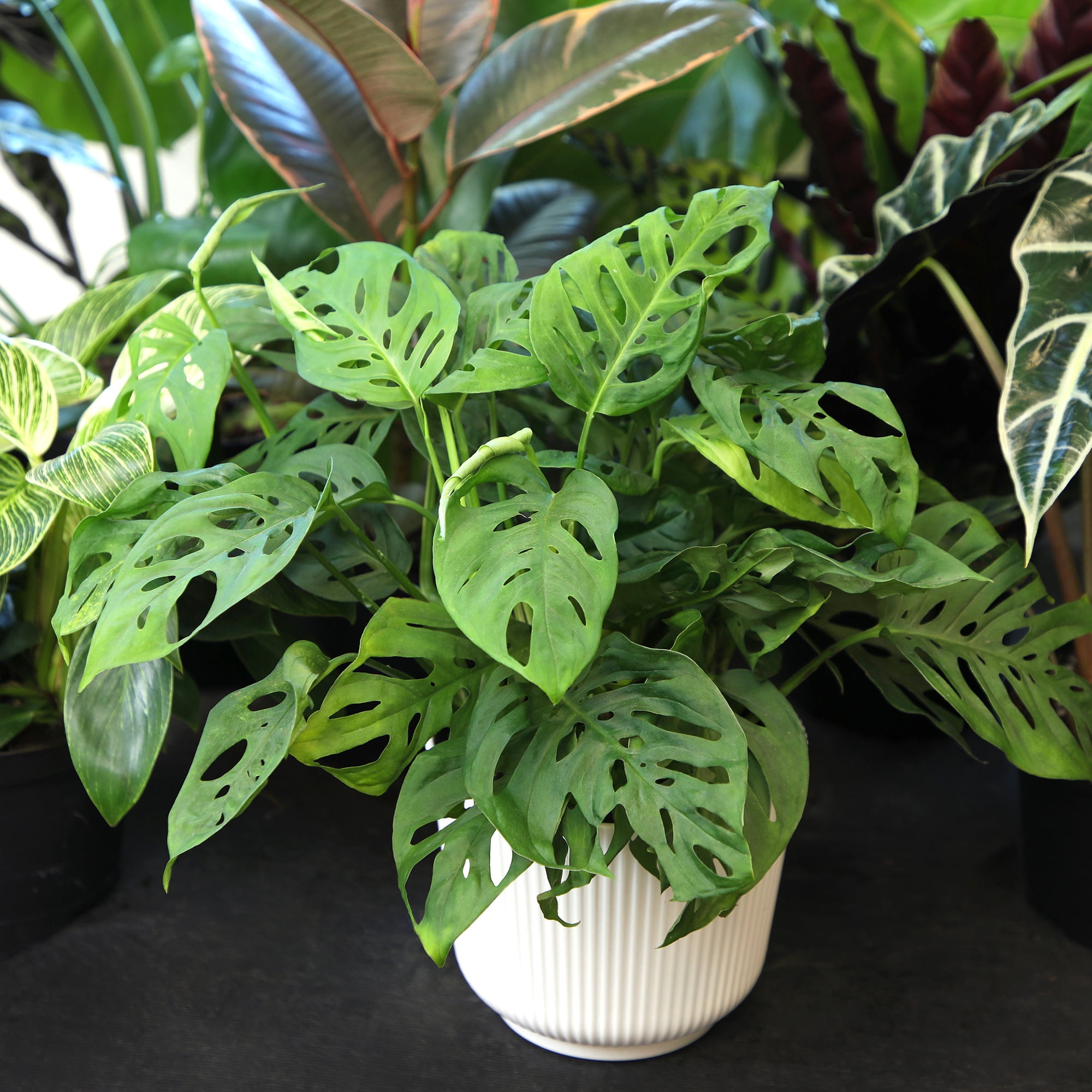 Swiss Cheese Plant (Monstera) Houseplant | 6in Decor Pot; Indirect Light | Element by Altman Plants