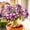 C, variant on Desert Rose, Shade Plant for Gardens-Easy Grow-Low Maintenance-Ideal for Beds Borders, Plant Pots & Planters