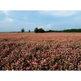 thumbnail image 4 of Red Clover Seed by Eretz 8oz - CHOOSE SIZE! Premium Willamette Valley, Oregon Grown Non-GMO Seeds, No Fillers, No Coatings, No Treatments., 4 of 7