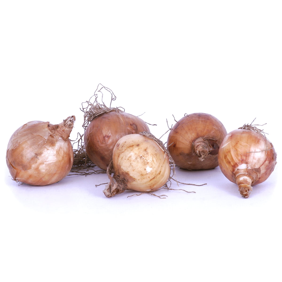Van Zyverden Daffodils Tete A Tete Set of 25 Bulbs Yellow Part Sun