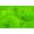 thumbnail image 3 of Murdock, Ramona 14x11 Black Modern Framed Museum Art Print Titled - Spring Green II, 3 of 5