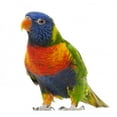thumbnail image 2 of Rainbow Lorikeet Trichoglossus Haematodus Wall Decal by Wallmonkeys Peel and Stick Graphic (36 in W x 34 in H) WM315608, 2 of 4