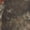 Realtree APX camo, variant on Muck Alpha Pursuit Men's Lace Up Boot