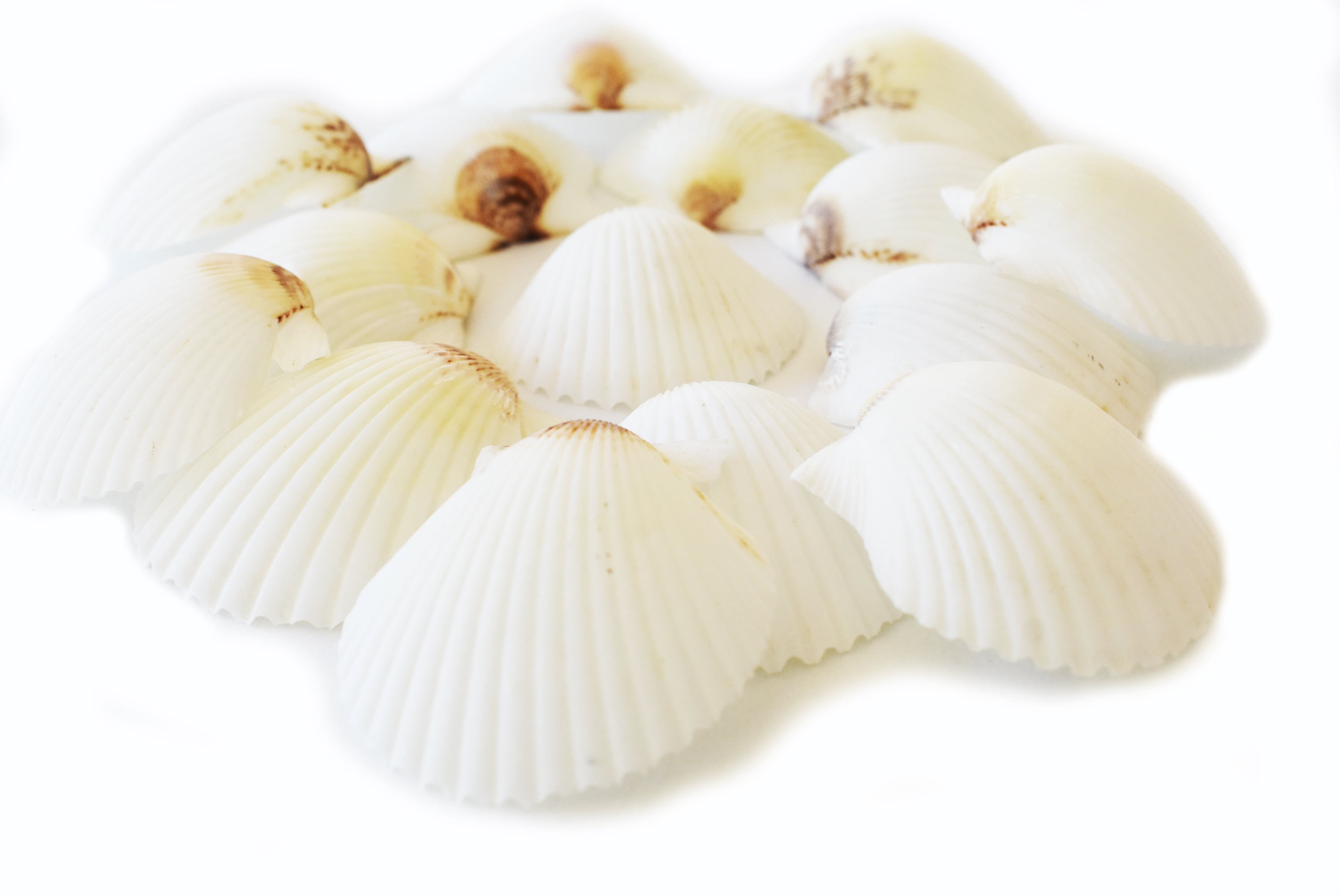 12 White Florida Scallops (about 2") Seashells for Beach Wedding Decor