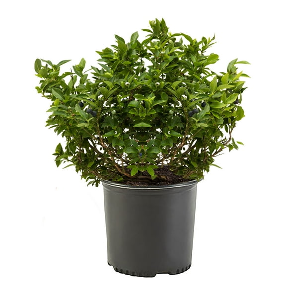 Blueberry Sharpblue Live Shrub (1 Gallon)