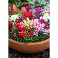 thumbnail image 3 of Expert Gardener 1PT Snapdragon Snapshot Mix Variety Various Colors Annual Live Plant, 3 of 6