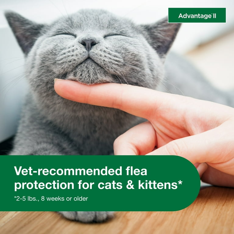 Flea treatment kittens under 12 clearance weeks