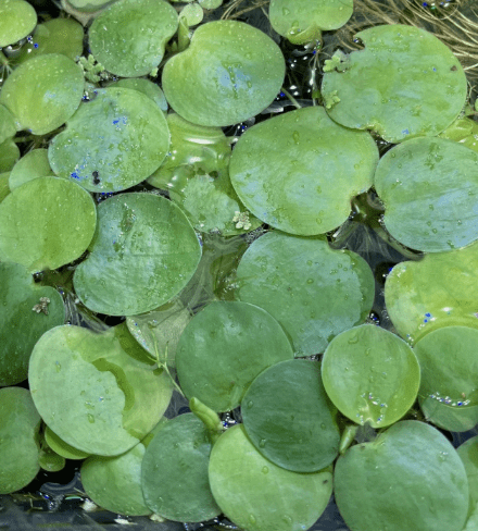 10+ Amazon Frogbit Live Aquarium Plants | 25+ Healthy Leaves | Floating Plant | Duckweed Free