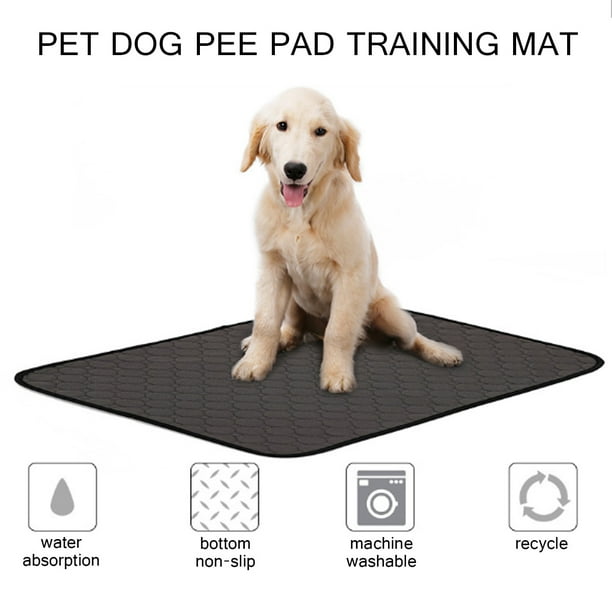 Kitten top training pads