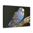 thumbnail image 2 of Majestic Budgie Art Majestic Budgie Print Animal Wall Art Wildlife Canvas Prints Wall Art Ready to Hang Unframed, 2 of 18