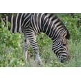 thumbnail image 7 of Canon EOS 5D Mark III Manual Focus High Power 1000mm Lens, 7 of 7