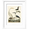 thumbnail image 2 of Heron Family II, Animals Framed Art Print Wall Art by A^ Wilson Sold by Art.Com, 2 of 6