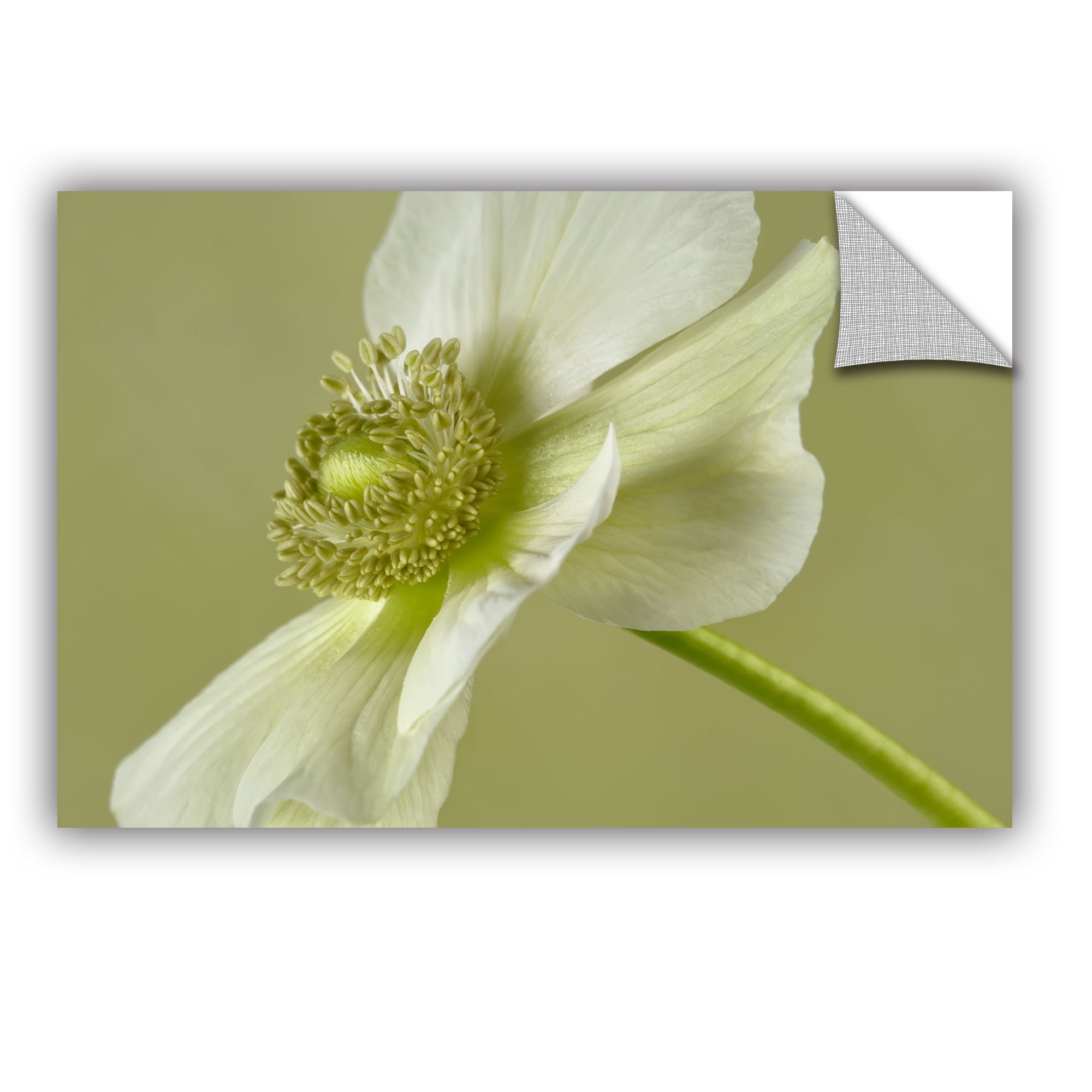 ArtAppealz Cora Niele "Anemone White Green" Removable Wall Art