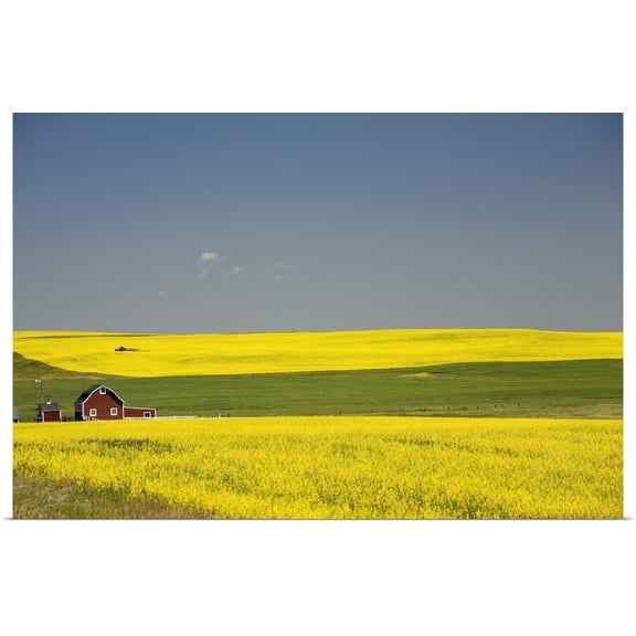 Great BIG Canvas | Rolled Michael Interisano Poster Print entitled Flowering Canola Fields And A Red Barn; Alberta, Canada