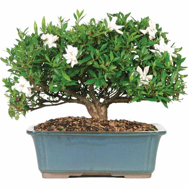 Brussel's Gardenia Bonsai Large (Outdoor)