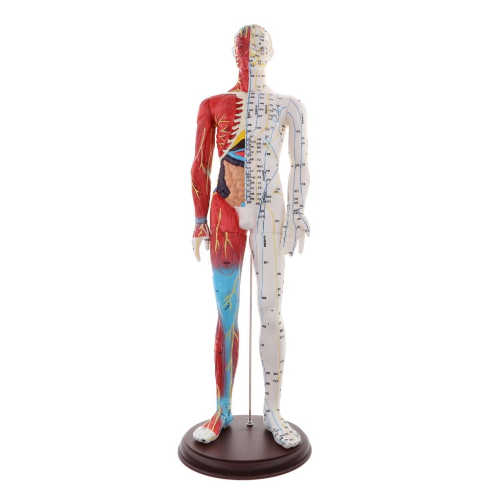 60cm Acupuncture Figure, Anatomy Model, Meridian Dolls, Anatomical