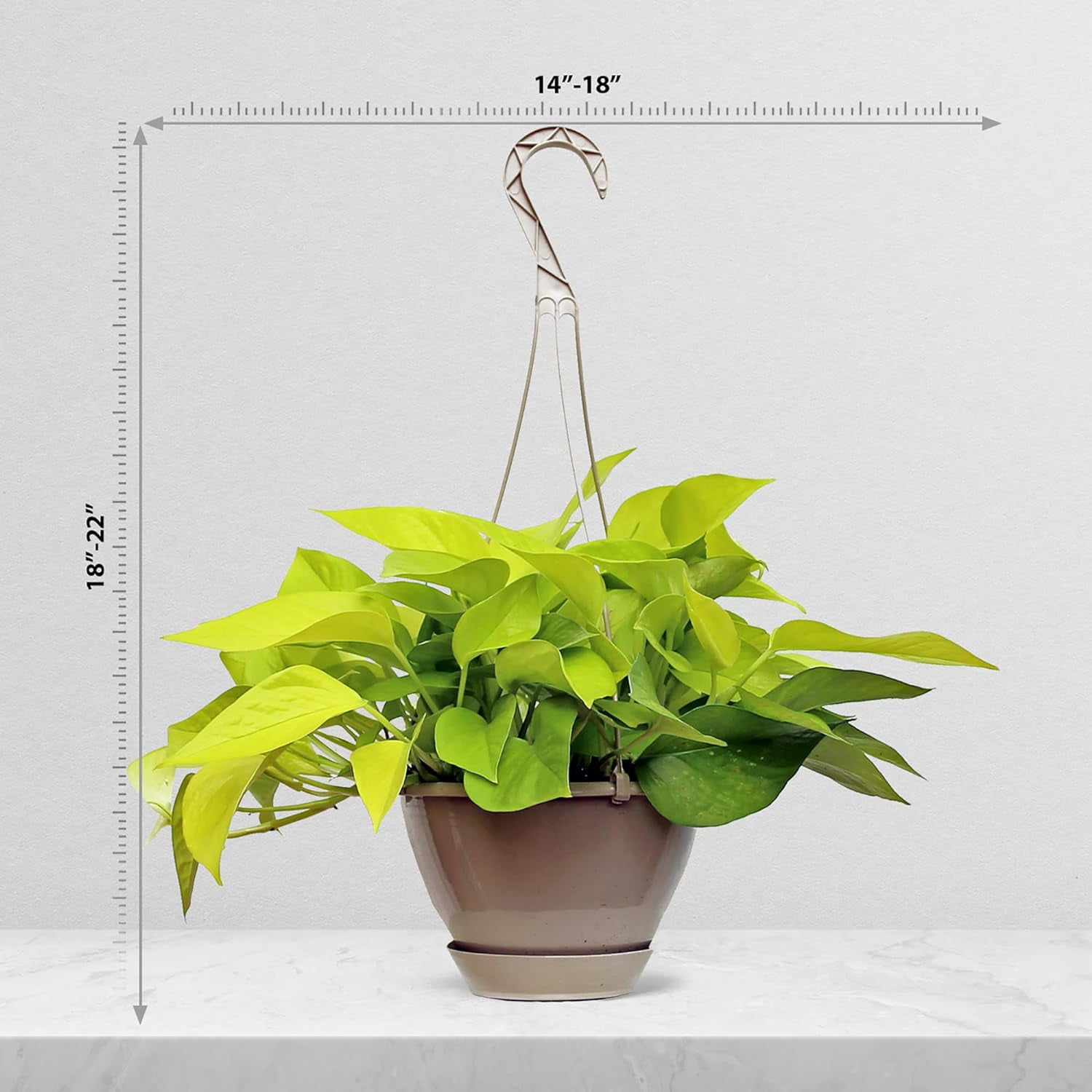Live Neon Pothos, Birthday Gift, Trailing Indoor Plant, Thank You Gift, Housewarming Gift, Sympathy Gift, Christmas Gift, Live Wall Decor, Plant Lover Gift in 8" Hanging Basket