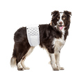 Paw Inspired Disposable Male Dog Diapers Wraps Belly Bands for Male Male Doggie, Puppy Pet