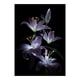 thumbnail image 2 of Cuadros Decorativos Hierba de sauce de noche 5D diamante pintura bordado bricolaje punto de cruz decoración Ndcxsfigh Nuevos Originales, 2 of 8