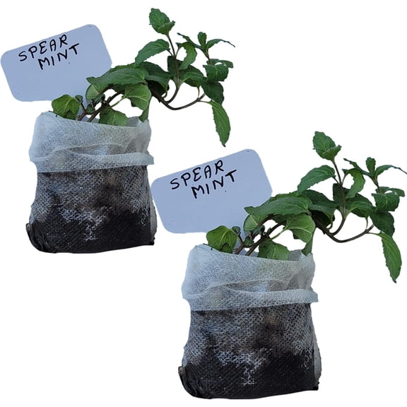 Spearmint Plants. , Fragrant, , Edible. Easy Grow. Indoor/Outdoor. (2 Mint Bags)