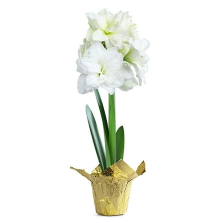 White Amaryllis in Gold Foil