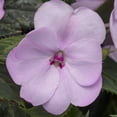 thumbnail image 3 of National Plant Network 4 in. SunPatiens Compact Happy Days Mix Impatiens (3-Pack), 3 of 10
