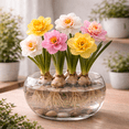 thumbnail image 2 of Indoor Pre-Chilled Doubkle Daffodil Bulbs for Forcing Indoors - Grow in Water or Dirt Indoors - Prechilled Indoor Bulbs - Bright Blooms During Cold Winter - Holiday Hostess Gift (5 Bulbs), 2 of 5