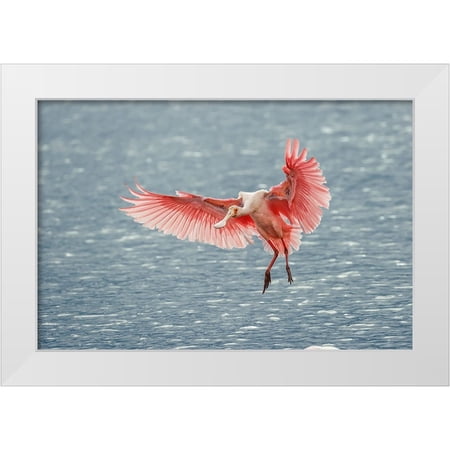 Jones, Adam 14x11 White Modern Wood Framed Museum Art Print Titled - Roseate spoonbill landing-Merritt Island National Wildlife Refuge-Florida