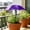 Purple, variant on Plants Sun Shade Umbrella Mini UV Protection Parasol with Ground Stake, Adjustable for Potted Plants, for Balcony Garden Outdoor Protection