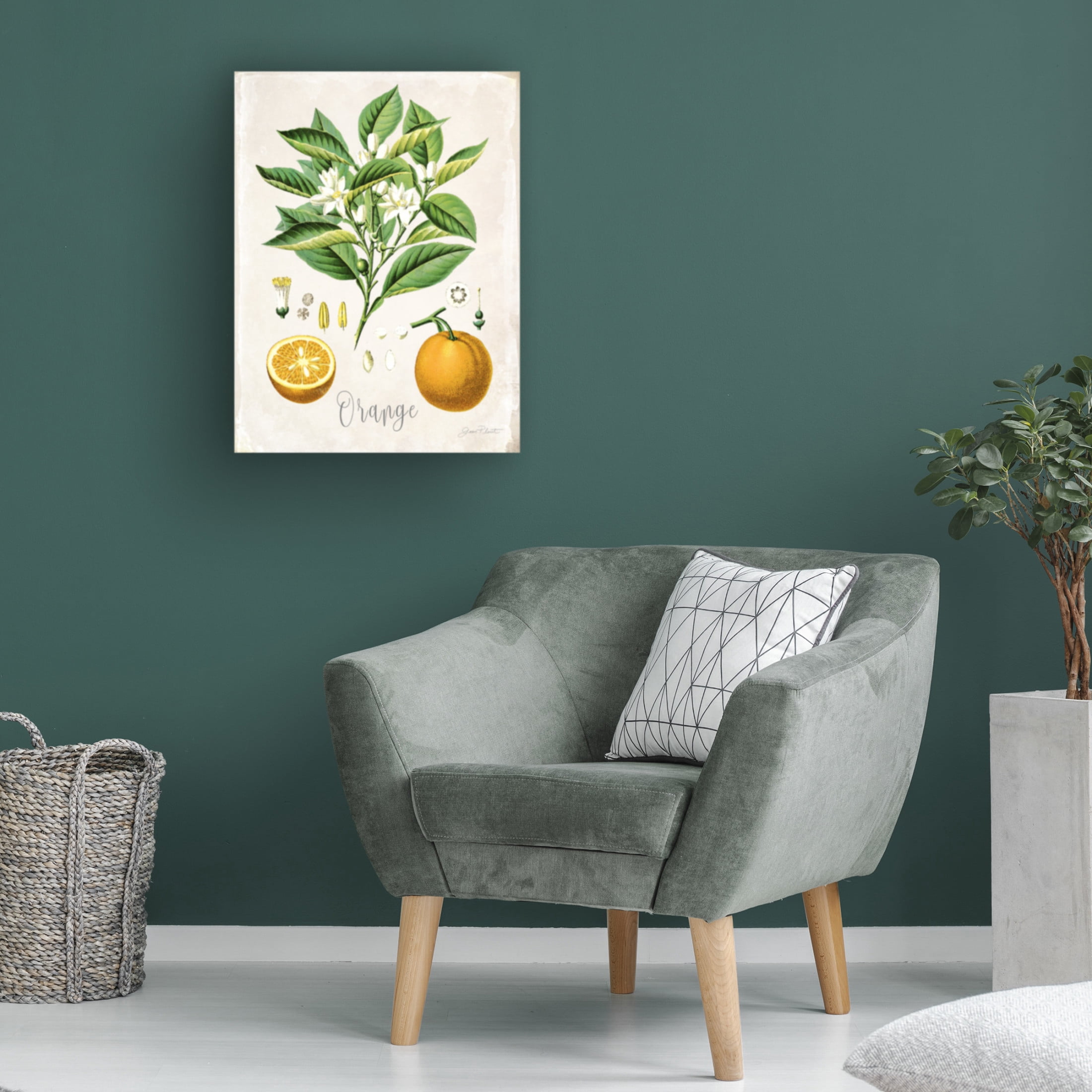Canvas Wall Art - Jean Plout 'Vintage Citrus Fruit Study B' Wall Art for Living Room, Bedroom, or Office Décor by Trademark Fine Art - 14 x 19 Inches