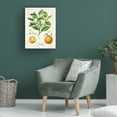 thumbnail image 2 of Canvas Wall Art - Jean Plout 'Vintage Citrus Fruit Study B' Wall Art for Living Room, Bedroom, or Office Décor by Trademark Fine Art - 18 x 24 Inches, 2 of 4