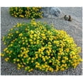thumbnail image 7 of Lantana New Gold I 1 Large Gallon Size Plant I Verbenaceae Camara I Live Vibrant Golden Yellow Flowers, Heat and Drought Tolerant, Ideal for Borders and Hanging Baskets, 7 of 7