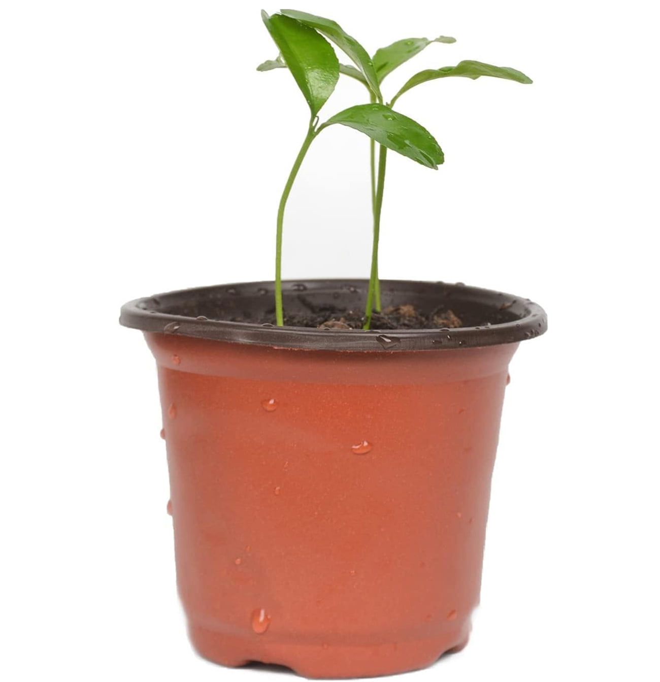 Plastic Seed Starting Planters,Bexikou 6in Plant Nursery Pots, Seed Germinating Plant Pots,Planter Seedling Pots,Flower Plant Container for Garden Seedling Cutting Transplanting (50 Pieces)