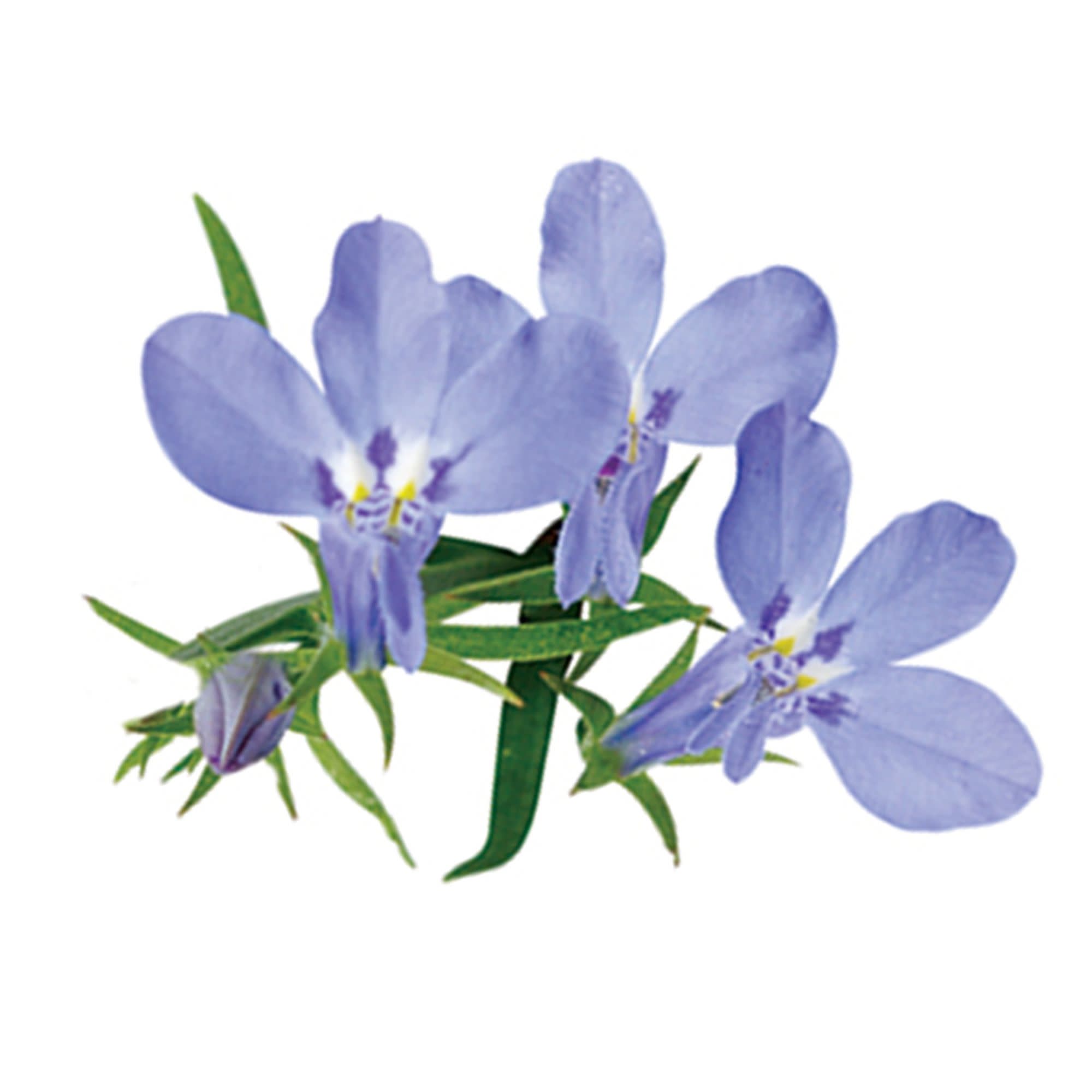 Proven Winners 4" Laguna Sky Blue Lobelia Live Plant in 4.25" Pot (4 Count)