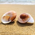 thumbnail image 2 of Natural Roll shell Conch bread snail Shells hermitage Craft Fish Tank spare G8S8 replacement shell Decoration Aquarium O0A6, 2 of 7