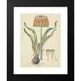 thumbnail image 2 of Robert Jacob Gordon 18x24 Black Modern Framed Museum Art Print Titled - Cyranthus Diagonally (L.F.) Alton (Knysna Lily) (1777 - 1786), 2 of 5