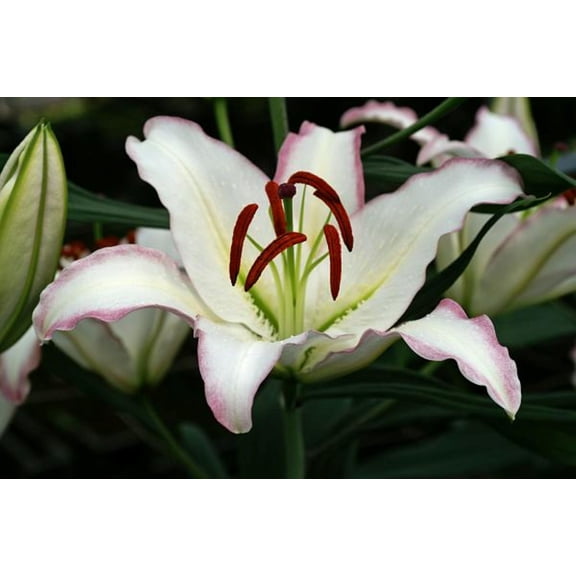 Hotline Oriental Lily - 2 Bulbs - White with Pink Edge- 16/18 cm
