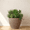 Brown, variant on Ecobo 11.4 inches tall Eco-Friendly Round Pot Planter, Garoa Indoor/Outdoor use, Durable, Versatile & Lightweight, Designed by Brazilian Artisans, Contemporary All-Weather Design–Green