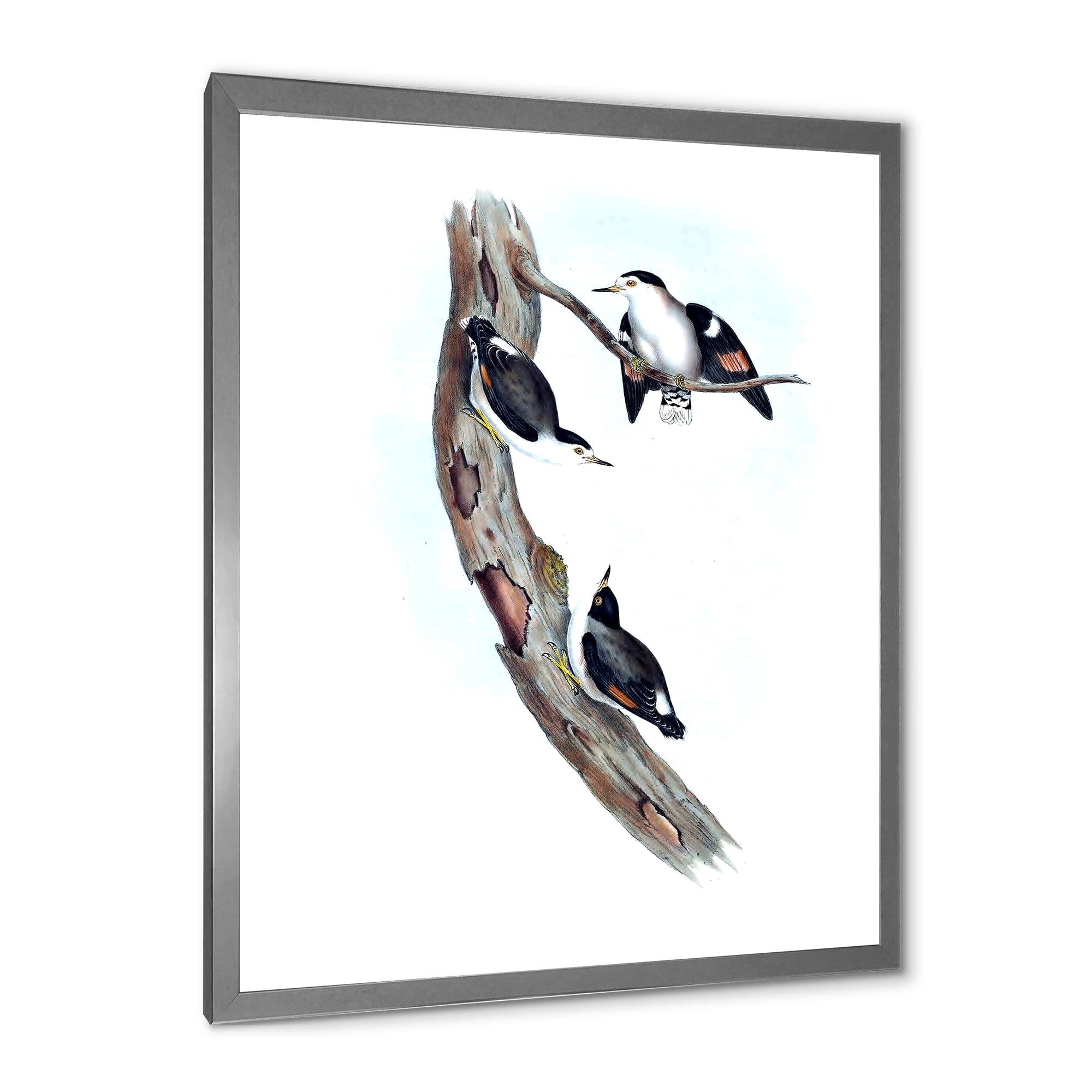 Designart 'Ancient Australian Bird Illustrations I' Traditional Framed Art Print