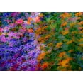 thumbnail image 2 of Gulin, Sylvia 24x18 White Modern Wood Framed Museum Art Print Titled - USA-Washington State-Pacific Northwest-Sammamish colorful flowers and blue picket fence, 2 of 4