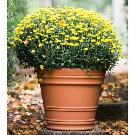 16 Plastic Planter - Bloem Rolled Rim Planter 16