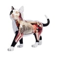 thumbnail image 1 of Animal Organ Anatomy Model 4D Cat Intelligence Assembling Toy Teaching Anatomy Model DIY Popular Science Appliances, 1 of 6