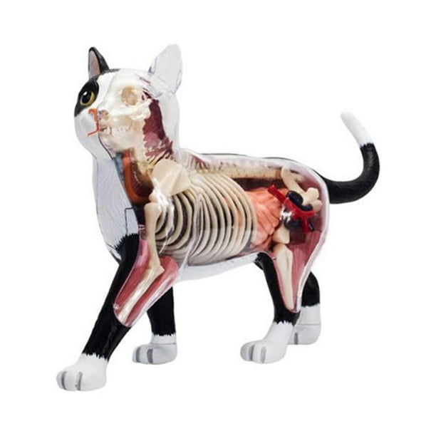 Modelo de AnatomíA de óRganos de Animales Juguete de Ensamblaje de Inteligencia de Gato 4D Modelo de AnatomíA para EnseñAnza, Aparatos de Ciencia Populares DIY