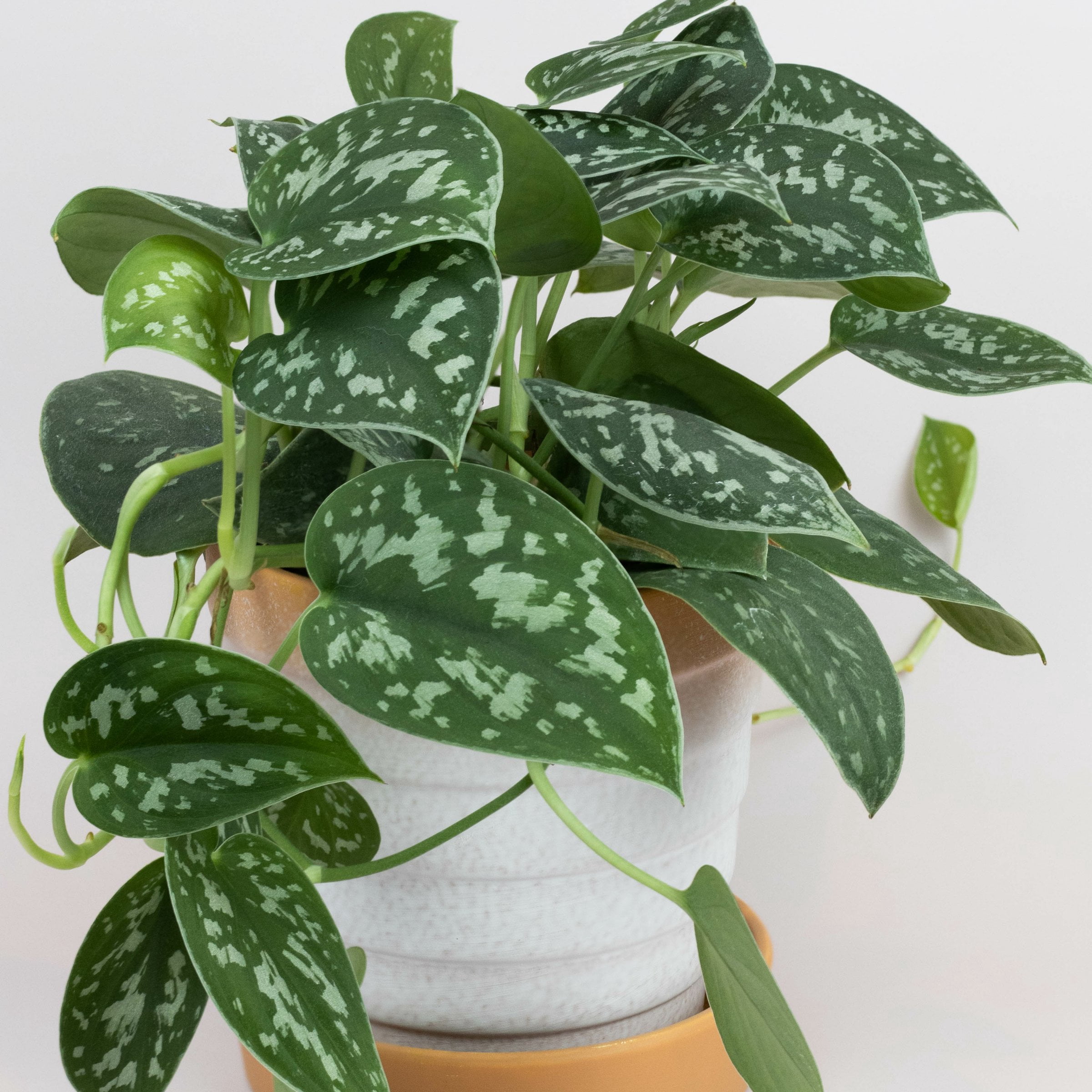 4 in. Scindapsus Pictus Satin Pothos Plant in Grower Container (3-Pack)