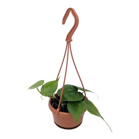Heart Leaf Philodendron cordatum - 4" Mini Hanging Basket - Easy House Plant